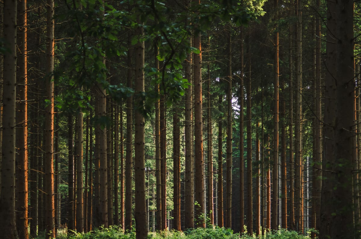 Is a Digital Greeting Card Actually Better for the Planet Than a Paper One?