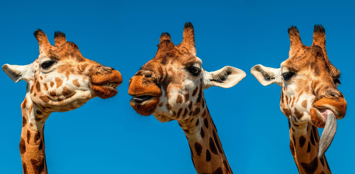 Motion Tells Rather Than Asks